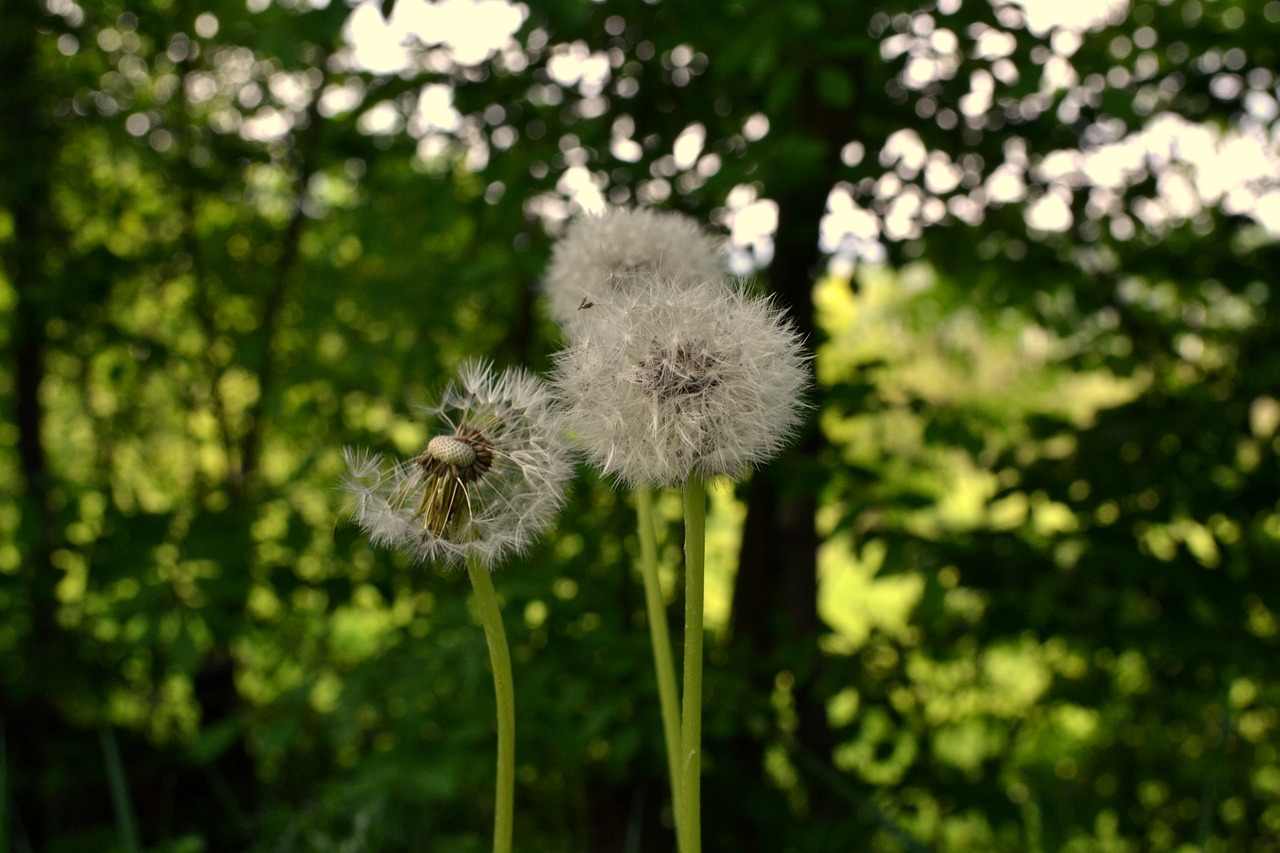 dandelion flower nature free photo