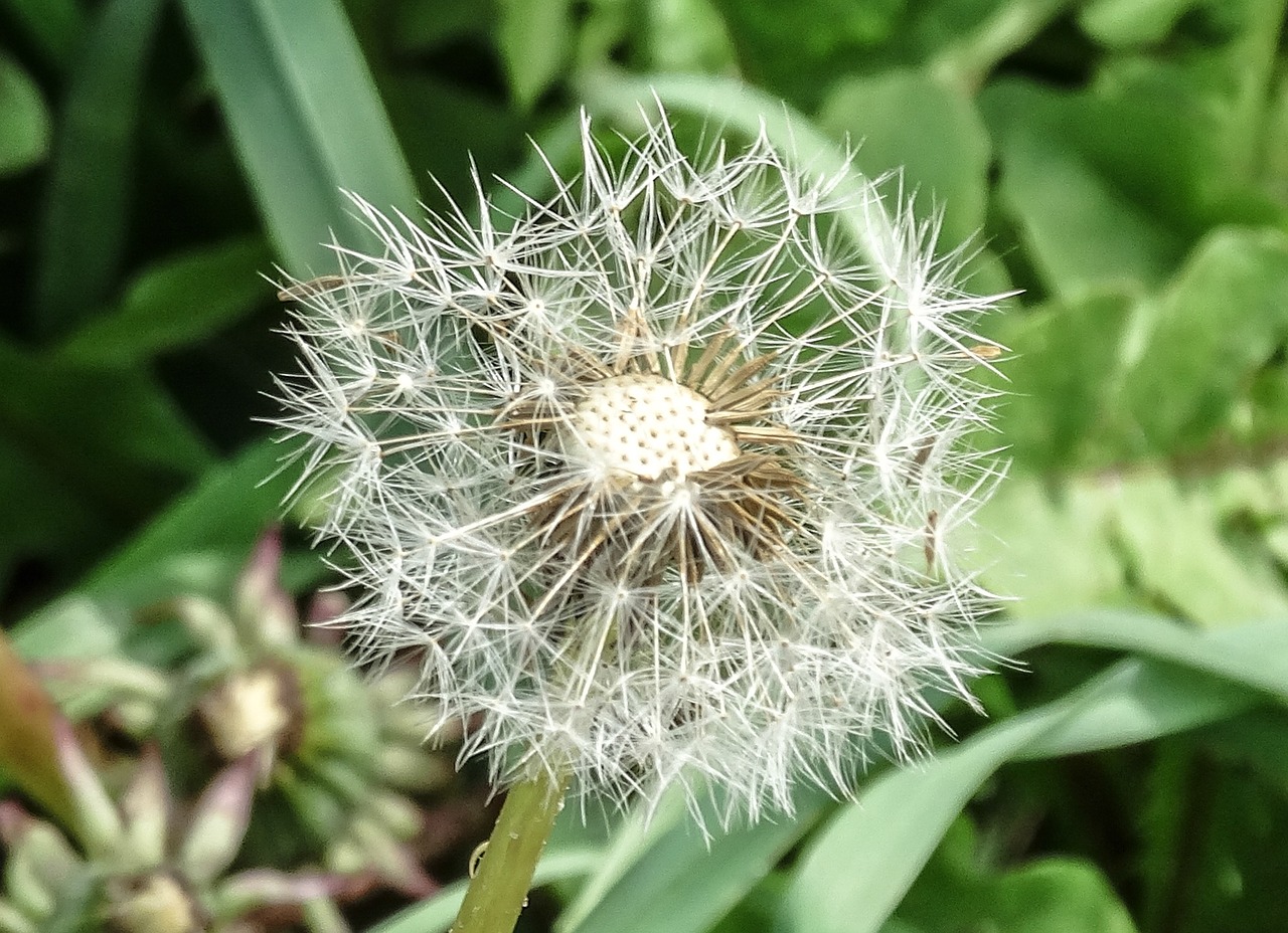 dandelion weak ephemeral free photo