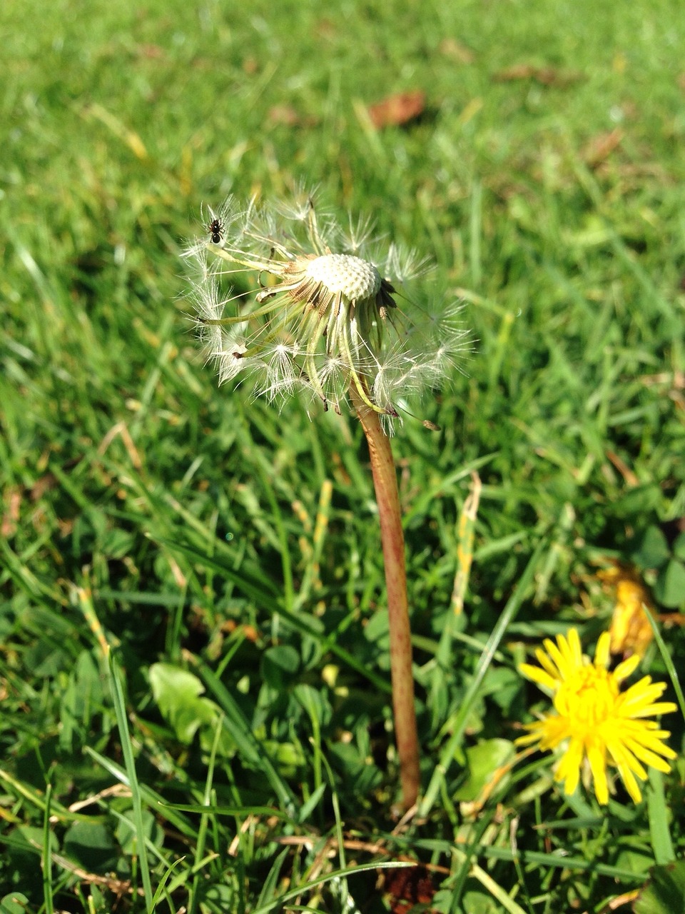 dandelion flower green free photo