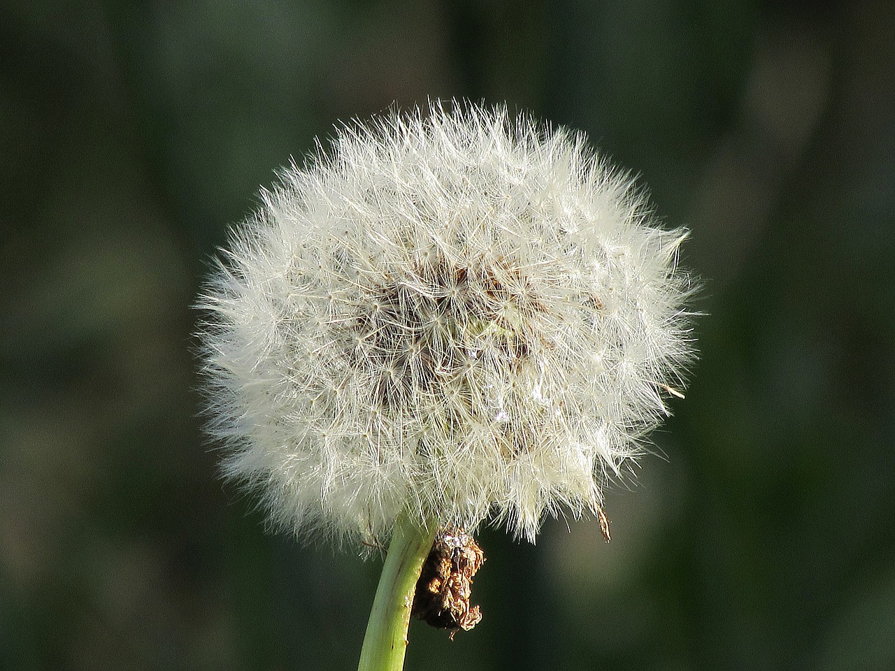 dandelion flower close free photo