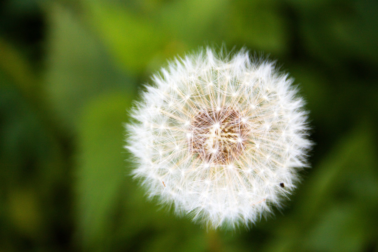 dandelion blossom bloom free photo