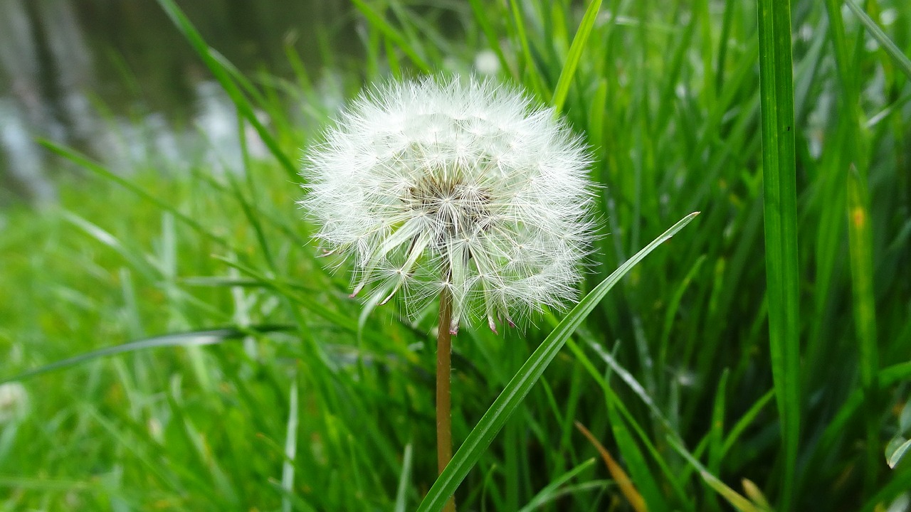 dandelion plant grass free photo