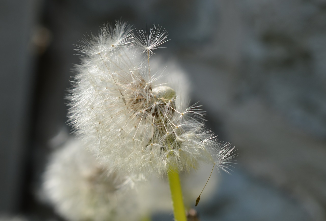 dandelion meadow nature free photo