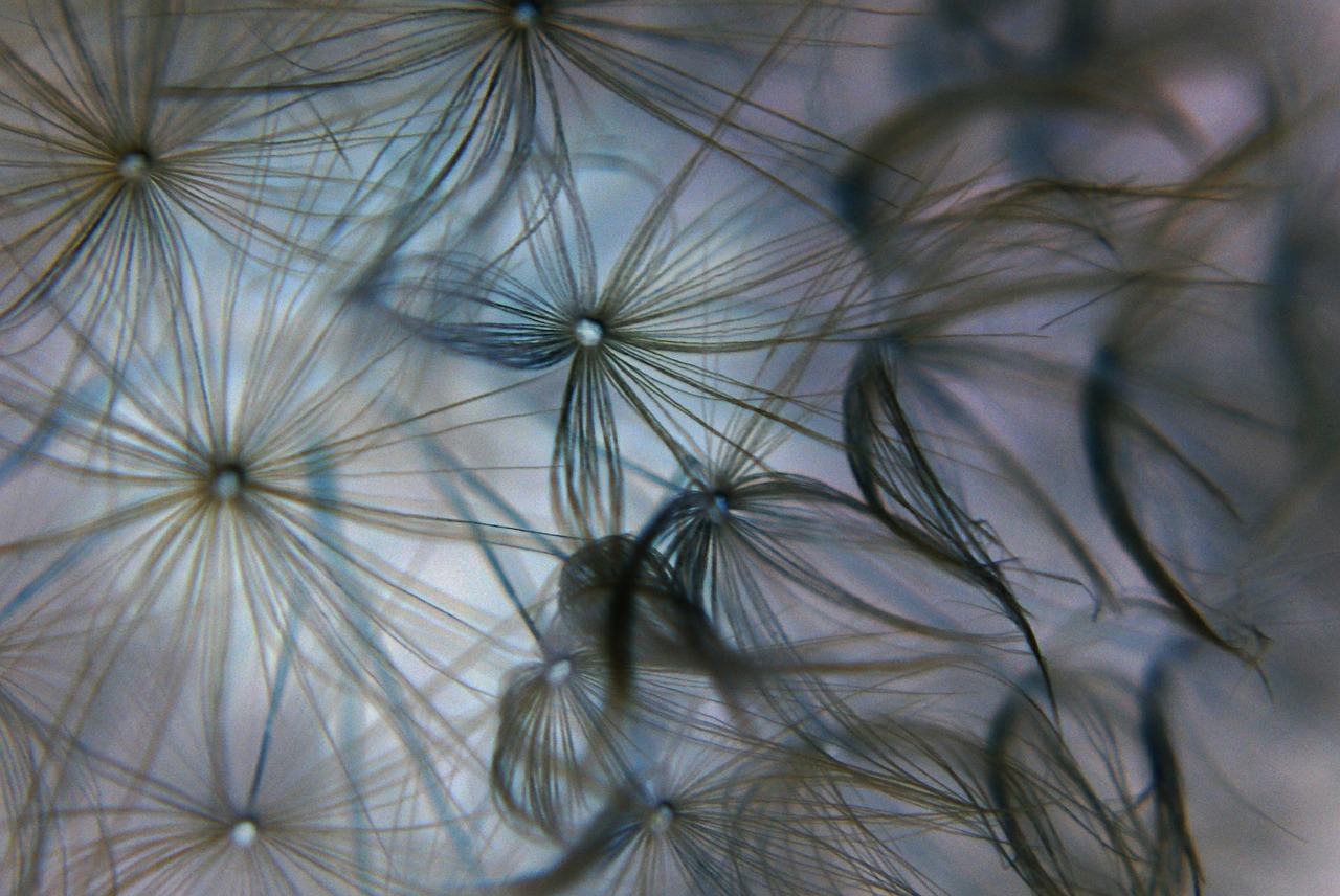 dandelion light flowers free photo