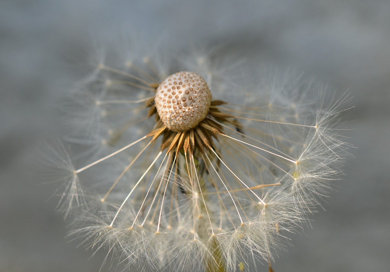 dandelion seeds close free photo