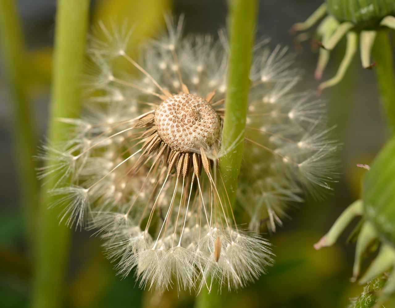 dandelion seeds meadow free photo