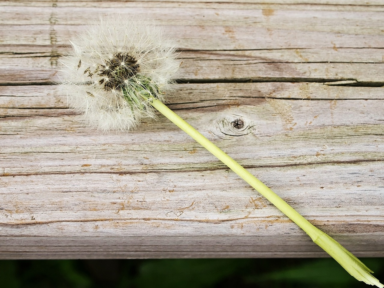 dandelion flower piantelegno free photo