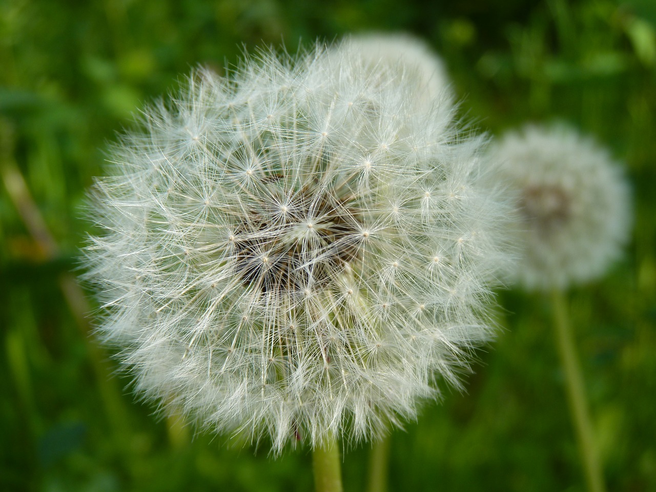 dandelion nature seeds free photo