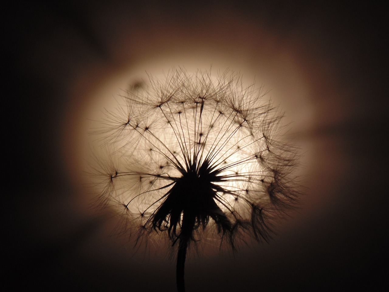 dandelion fluffy light free photo