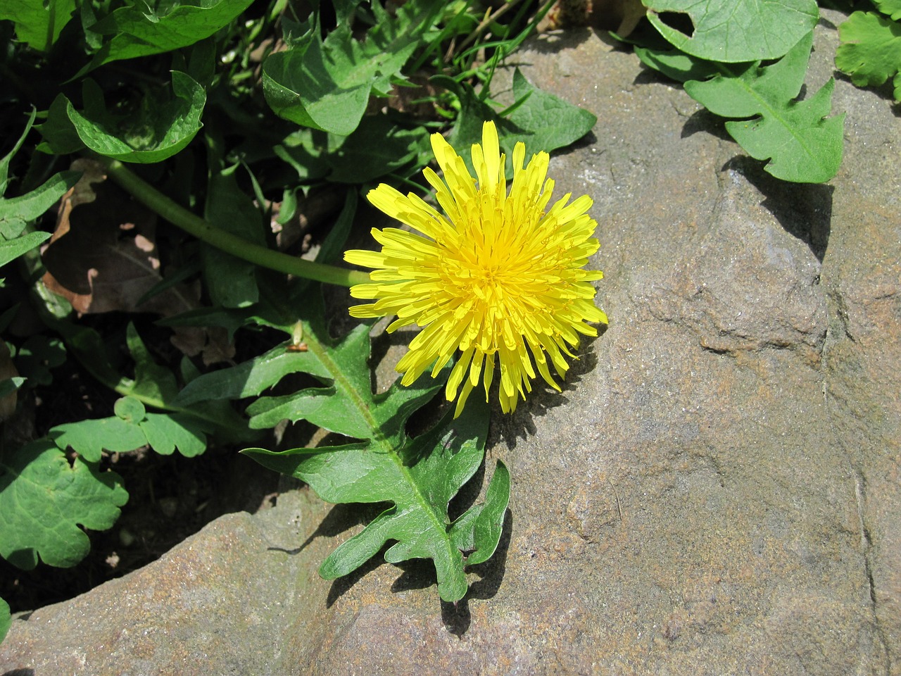 dandelion yellow green free photo