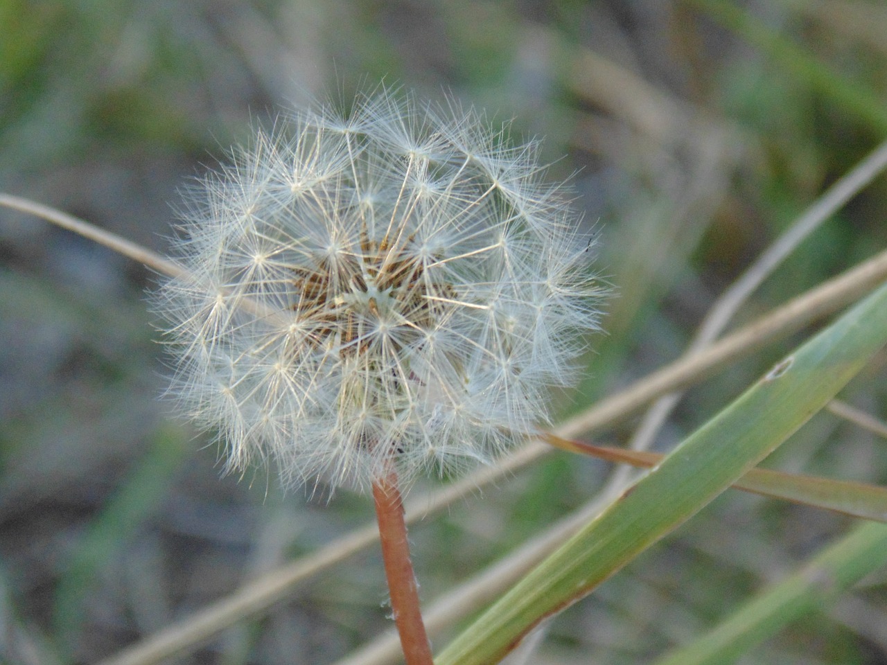 dandelion down green free photo