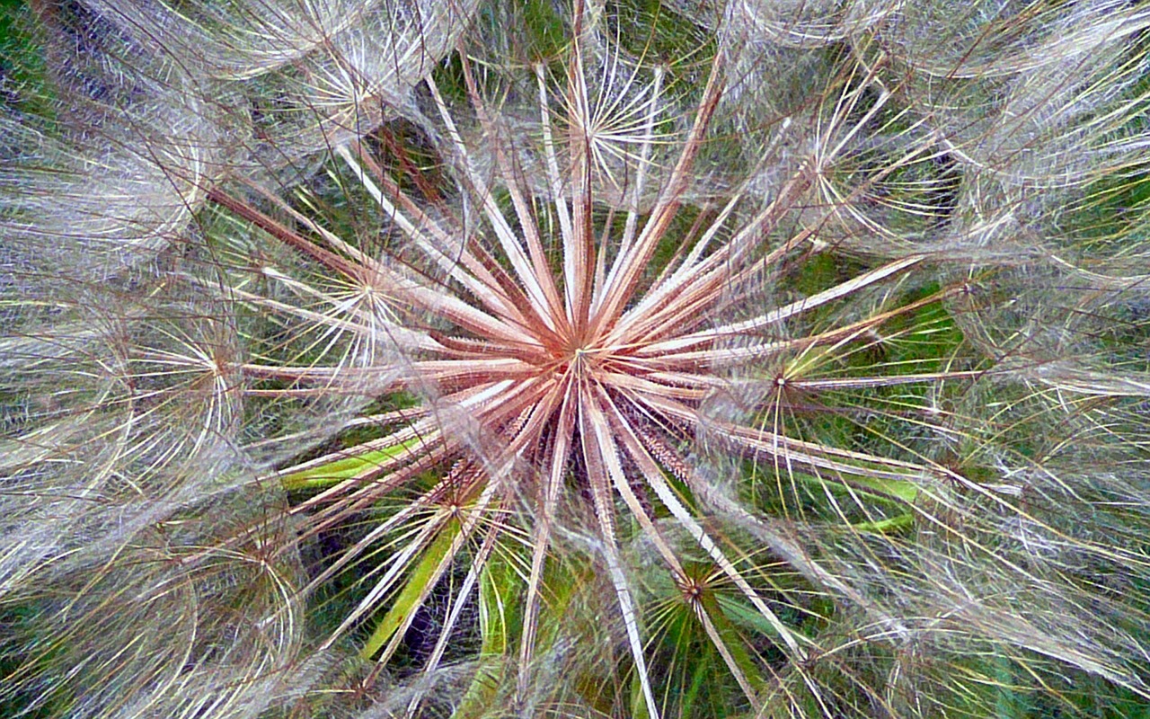 dandelion floral plant free photo