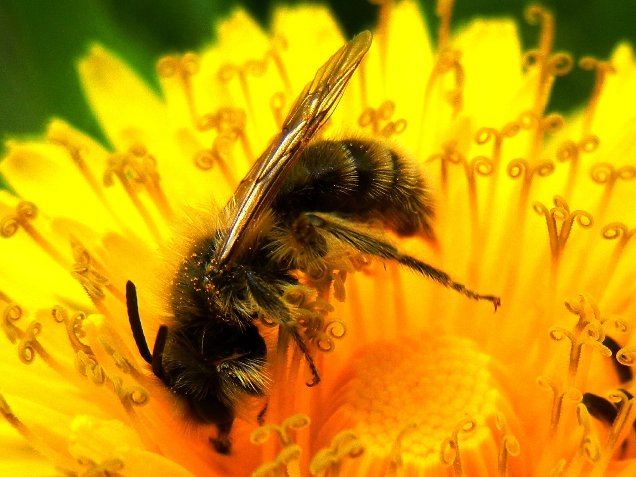 dandelion bee flower free photo