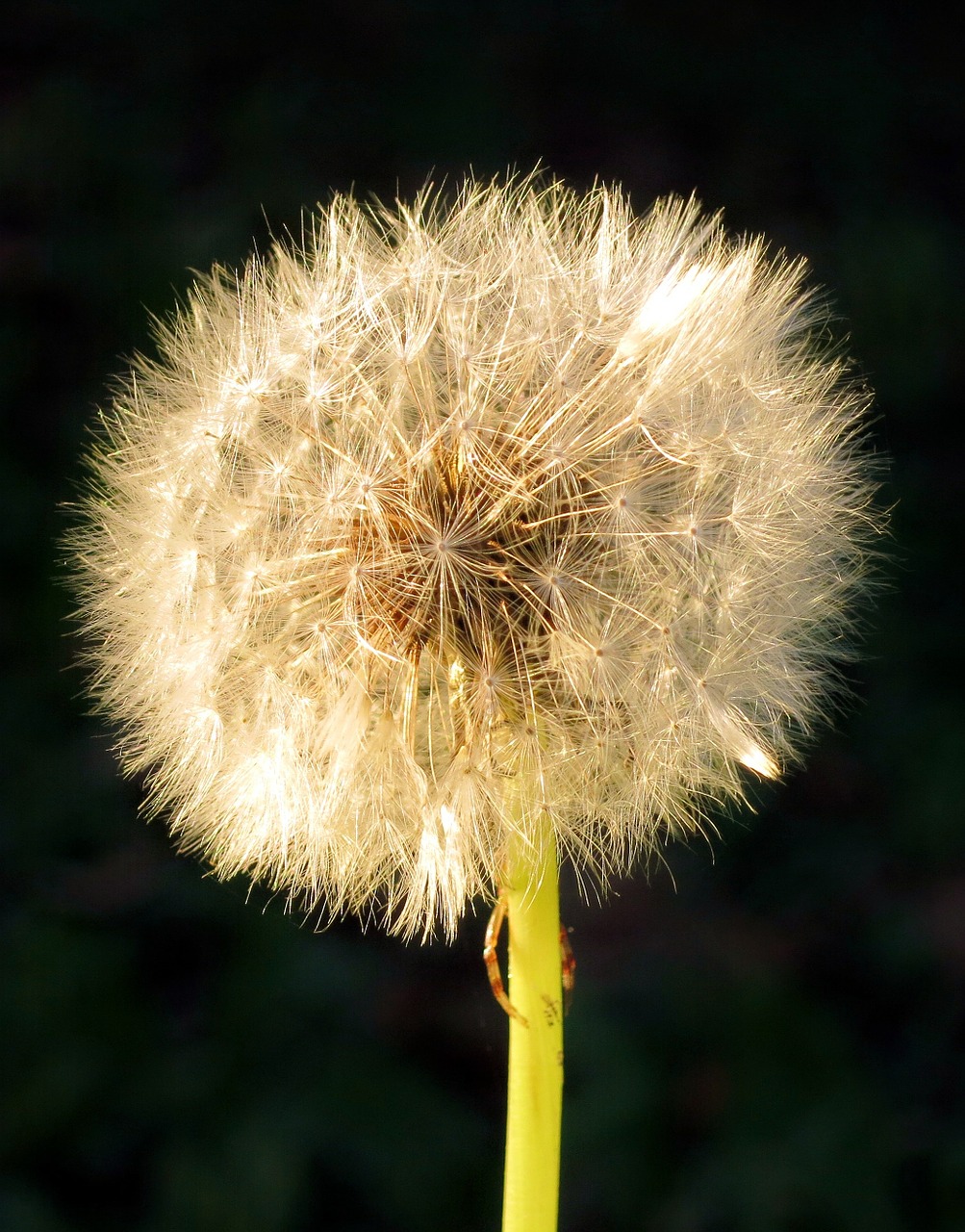 dandelion flower nature free photo