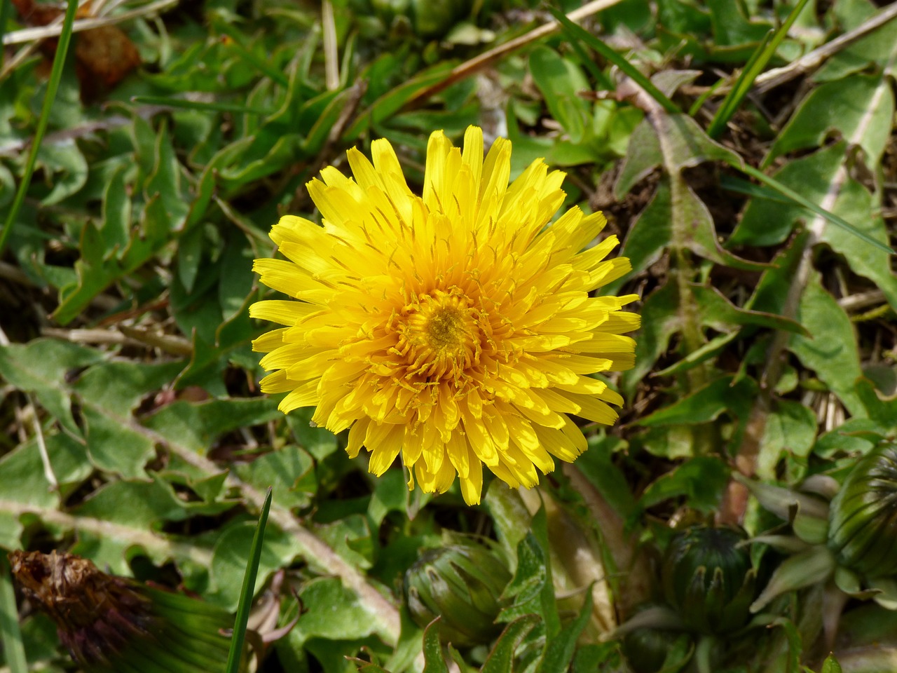 dandelion flowers yellow free photo