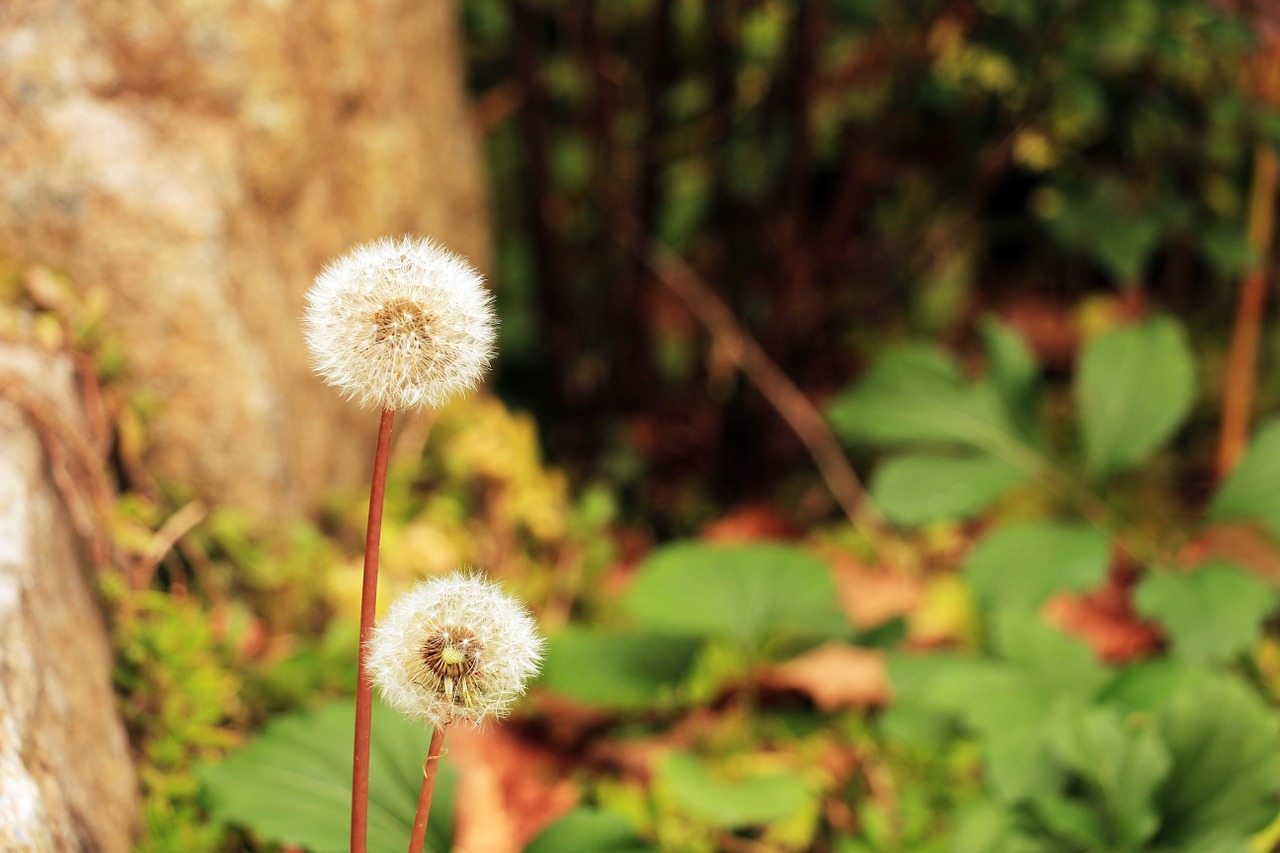 dandelion flowers nature free photo