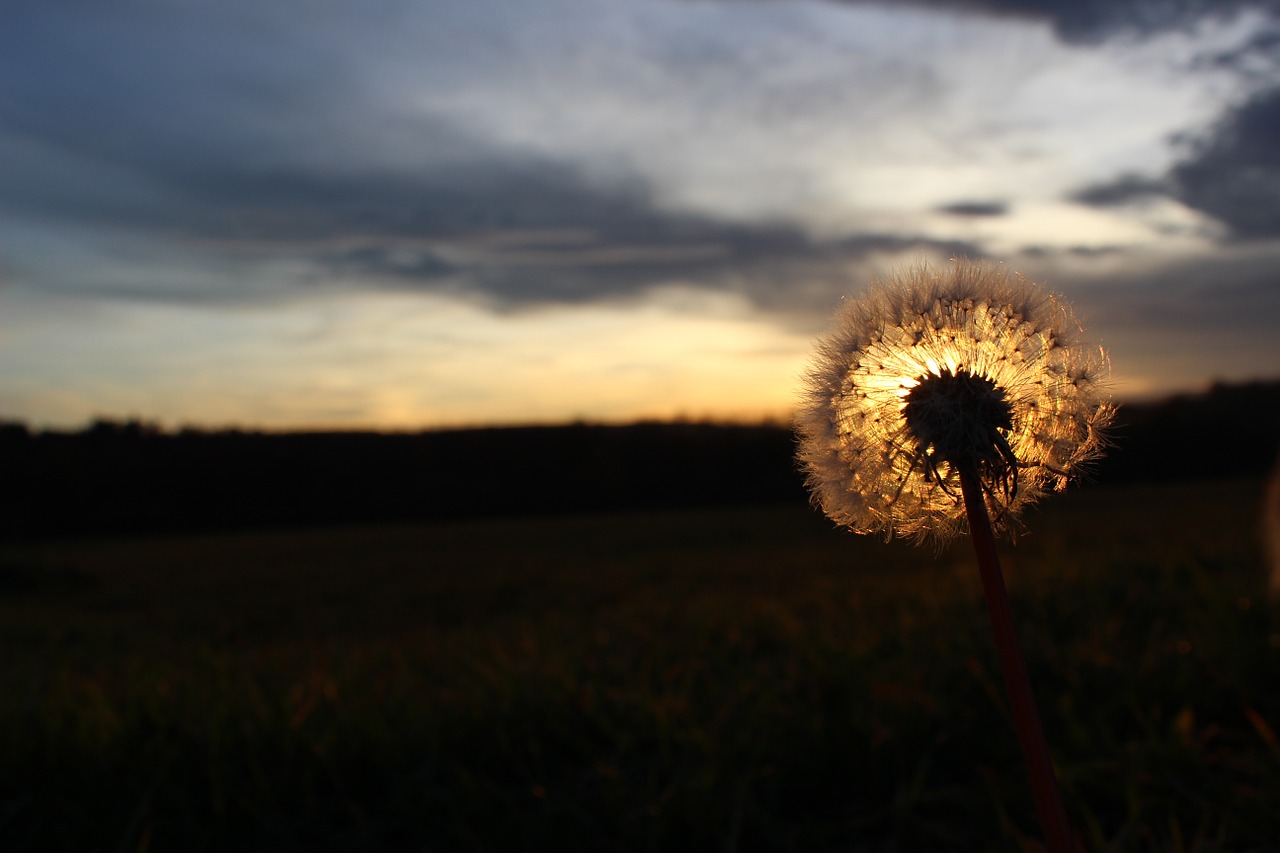 dandelion sun sunset free photo
