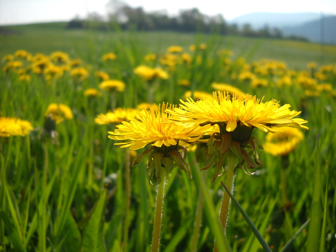 dandelion meadow yellow free photo