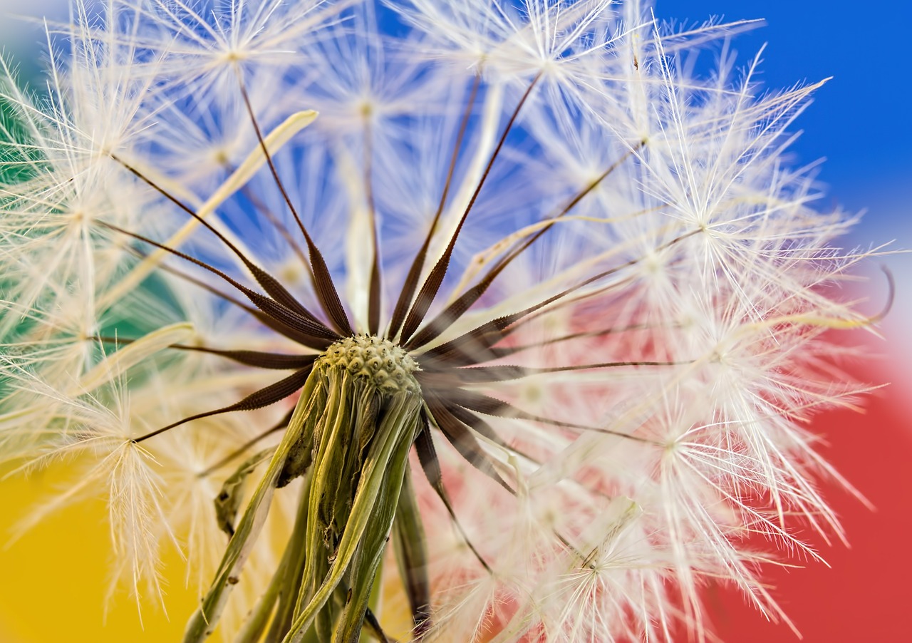 dandelion wild flower plant free photo