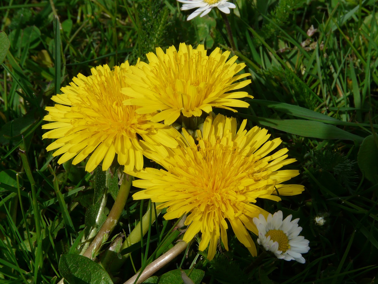 dandelion flower meadow free photo