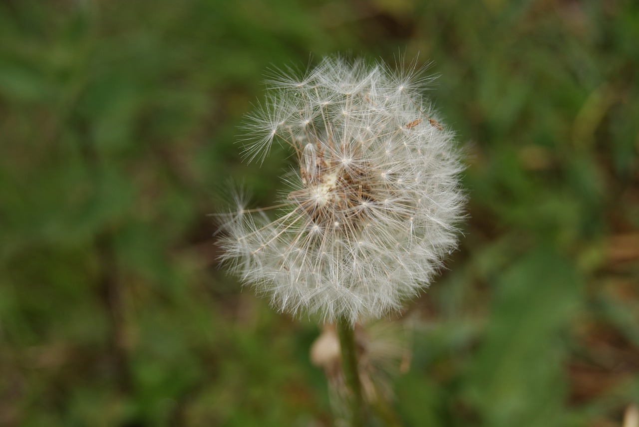 dandelion flower seeds free photo