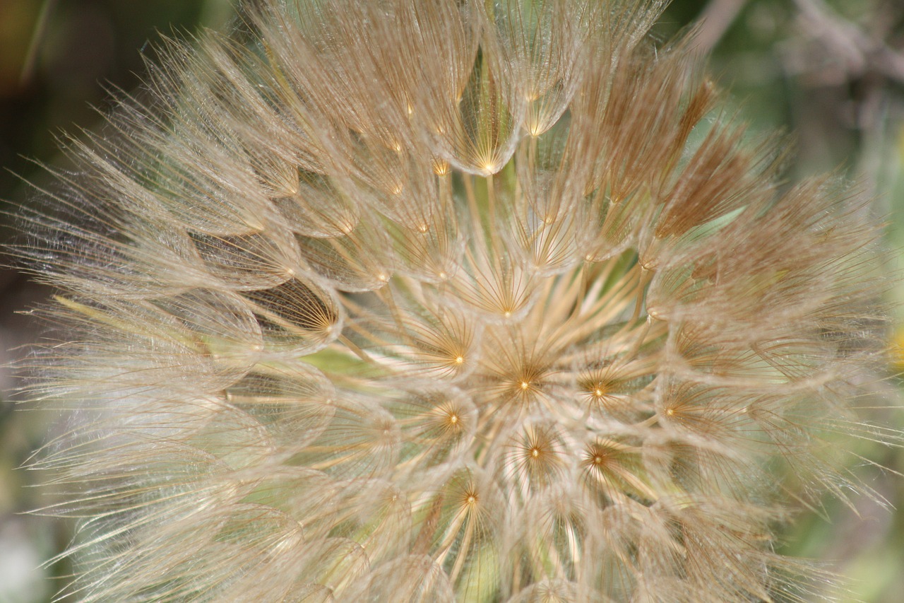 dandelion macro plant free photo