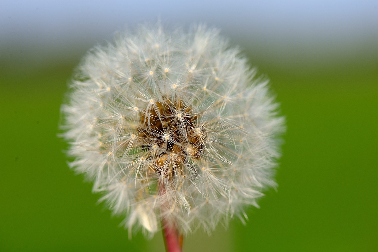 dandelion nature flower free photo