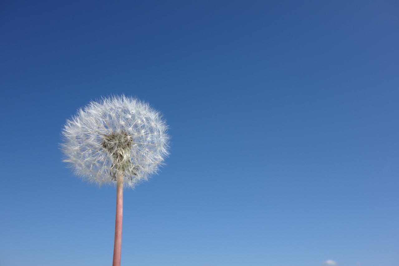 dandelion flower spring free photo