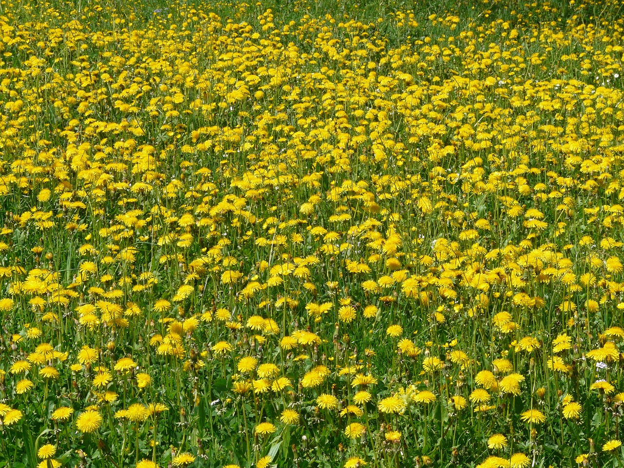 dandelion taraxacum yellow free photo