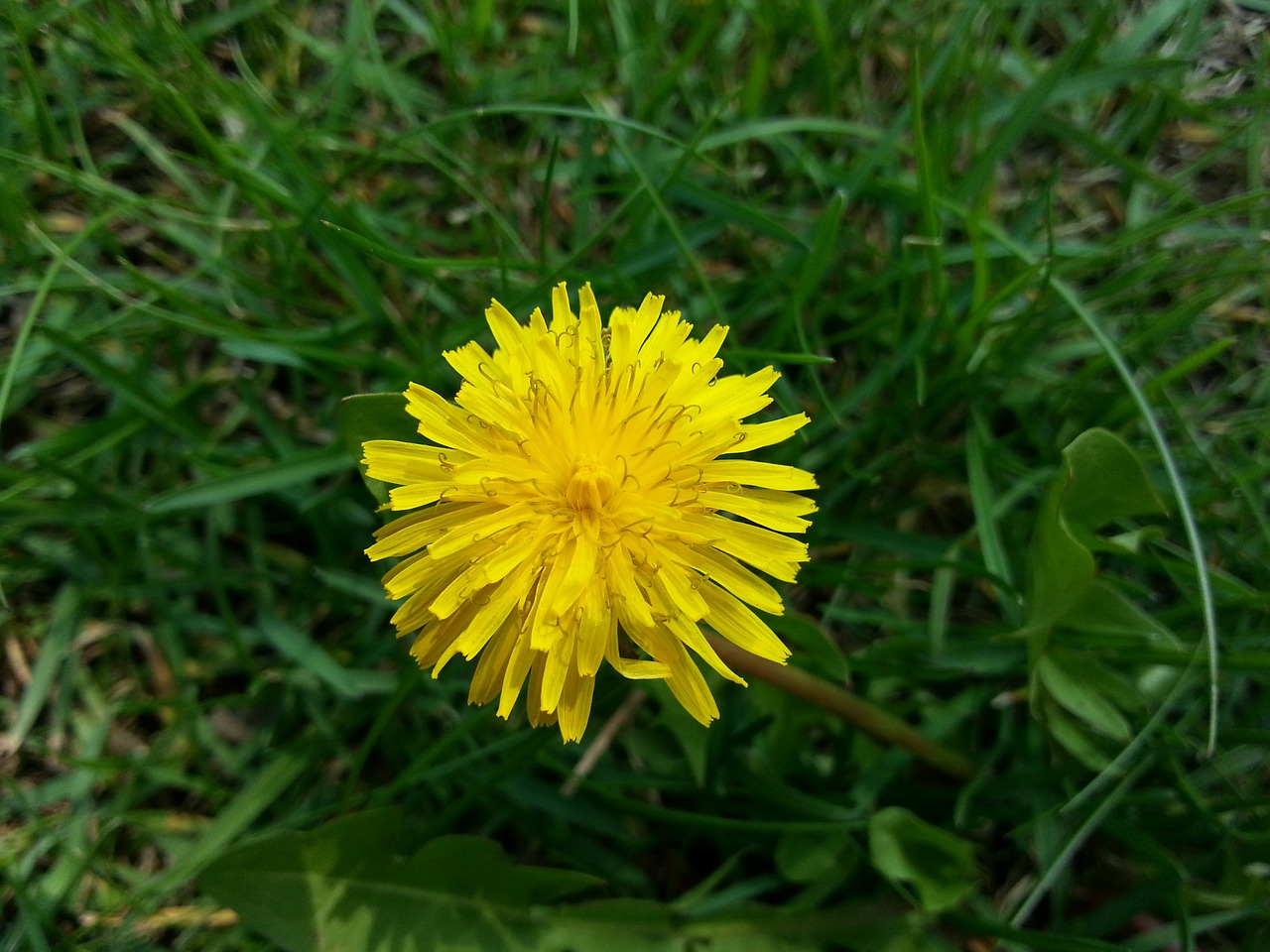 dandelion grass summer free photo