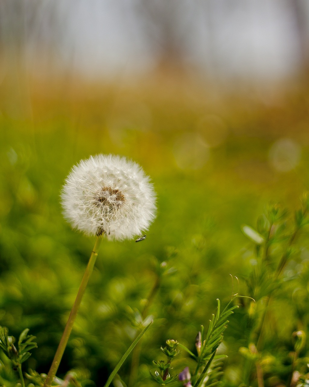 dandelion meadow spring free photo