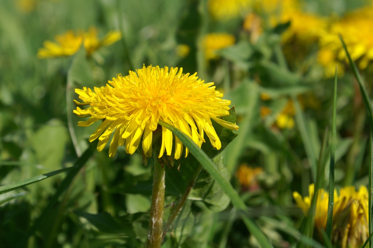 dandelion nature plant free photo