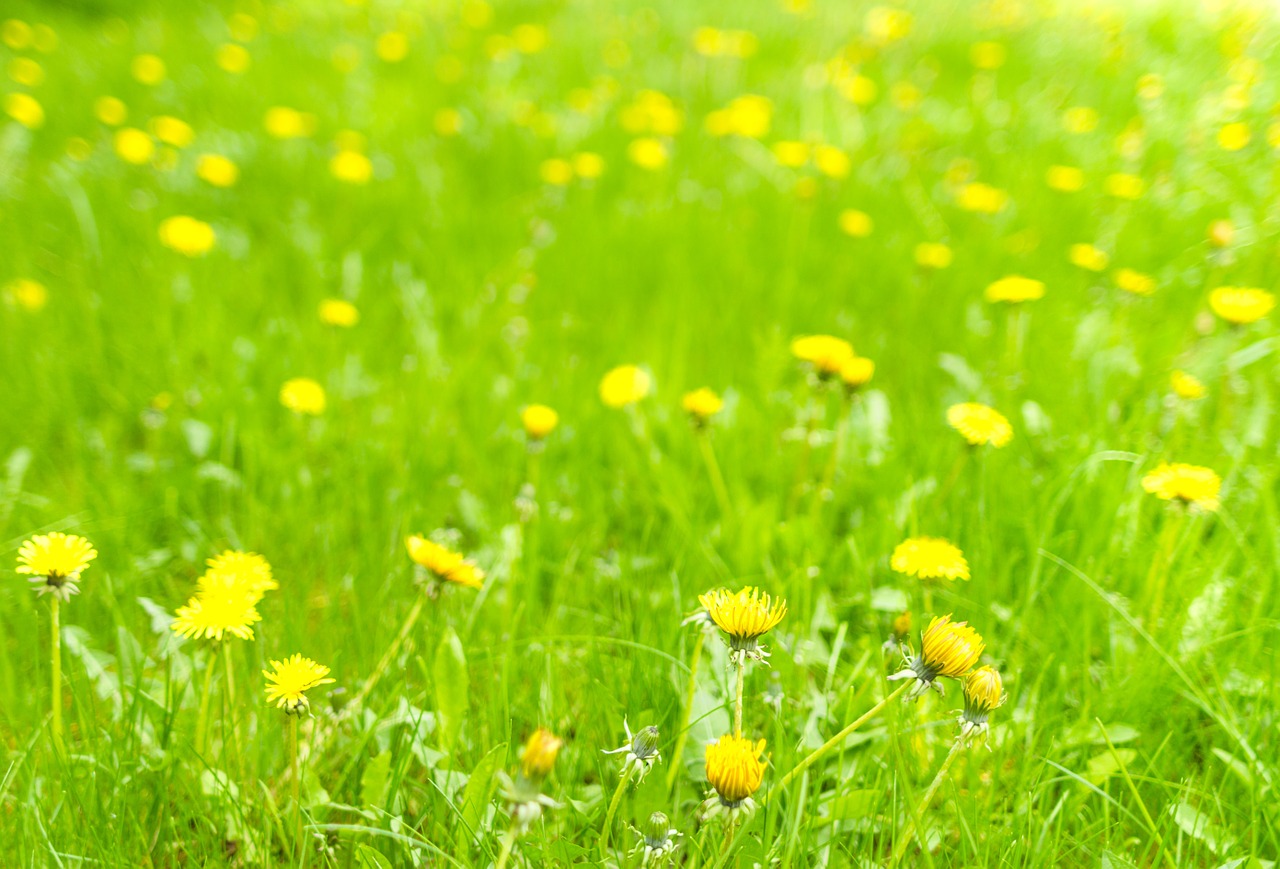 dandelion meadow spring free photo