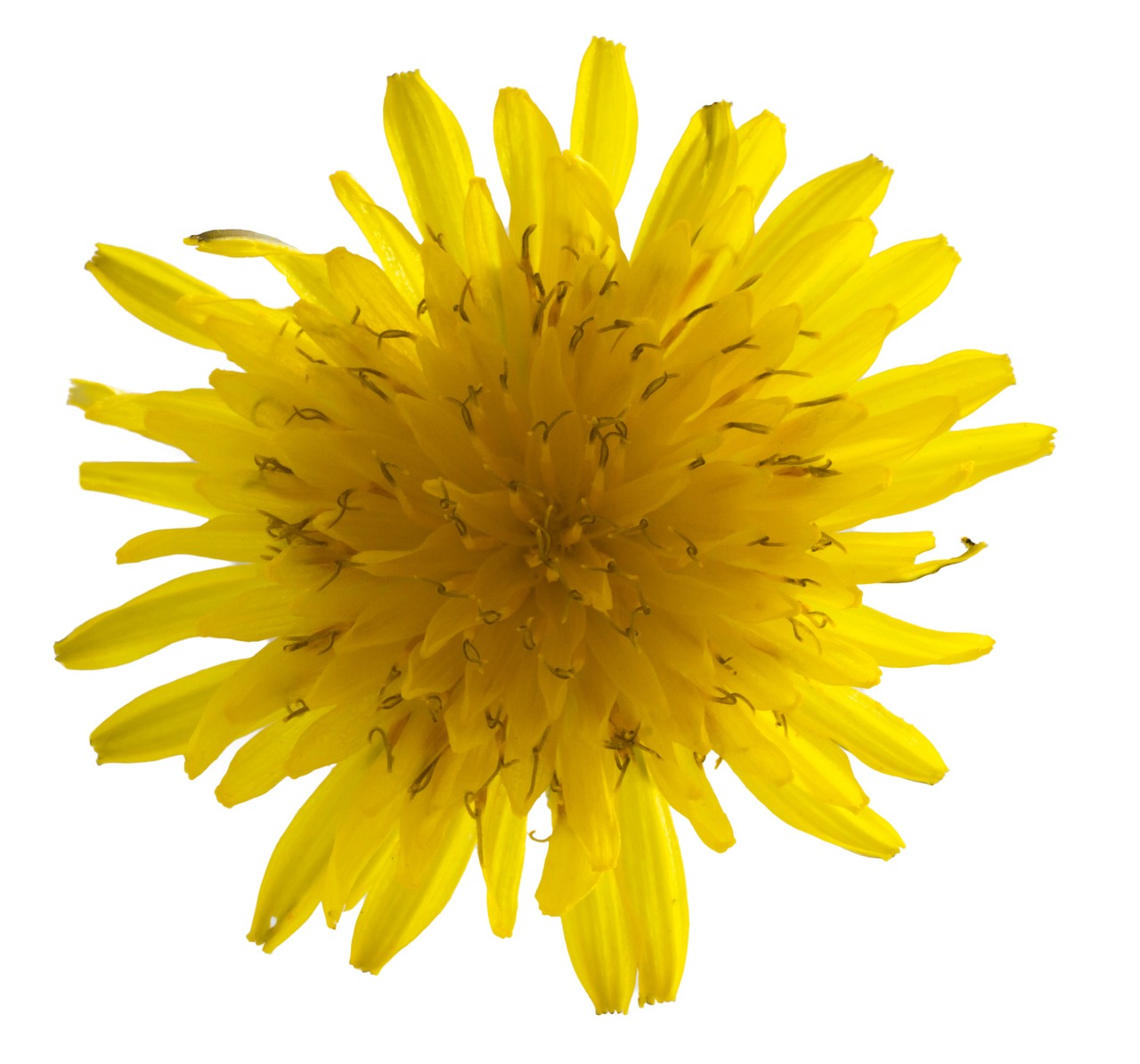 dandelion macro flower free photo