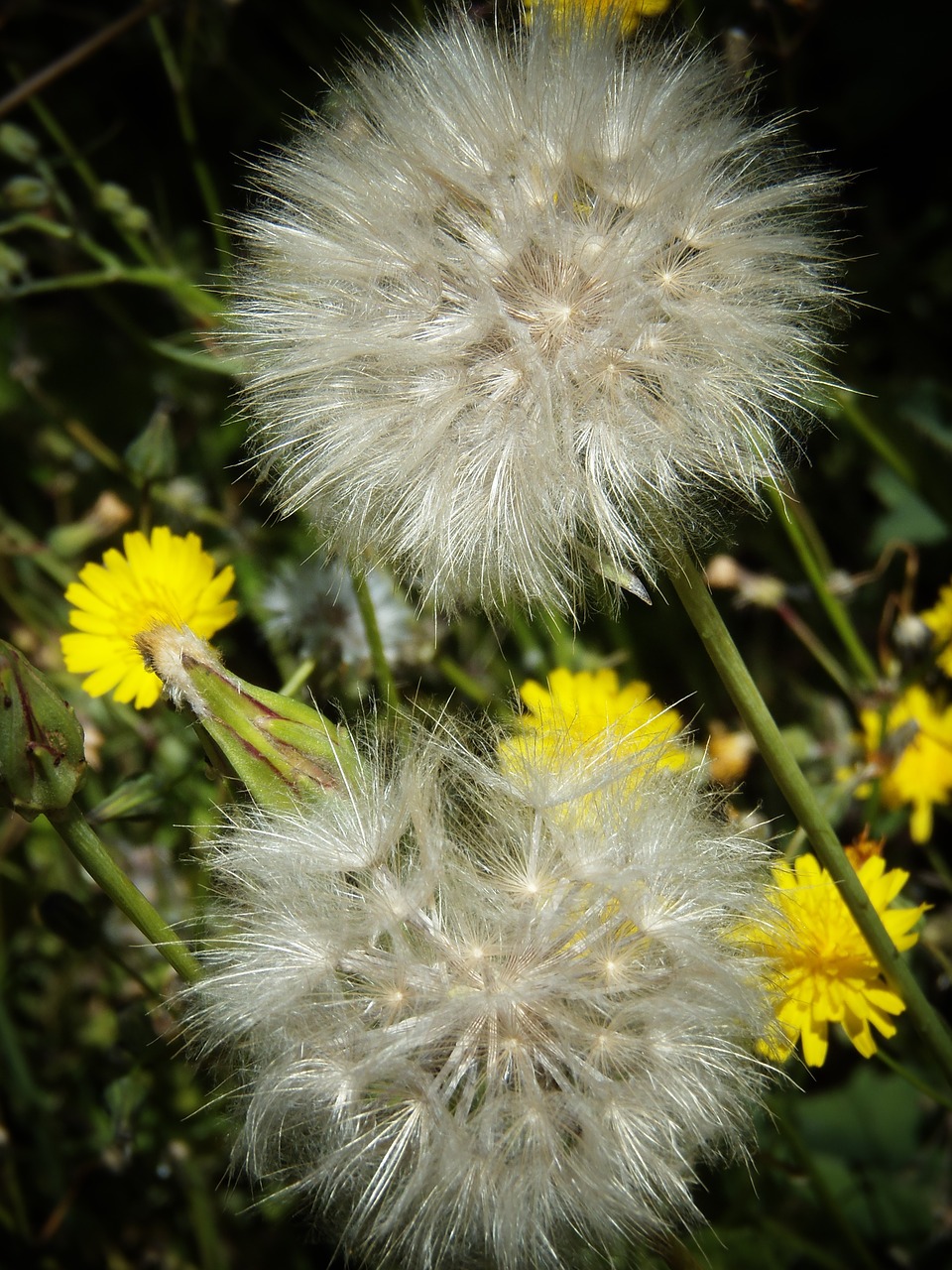 dandelion wild flowers field free photo