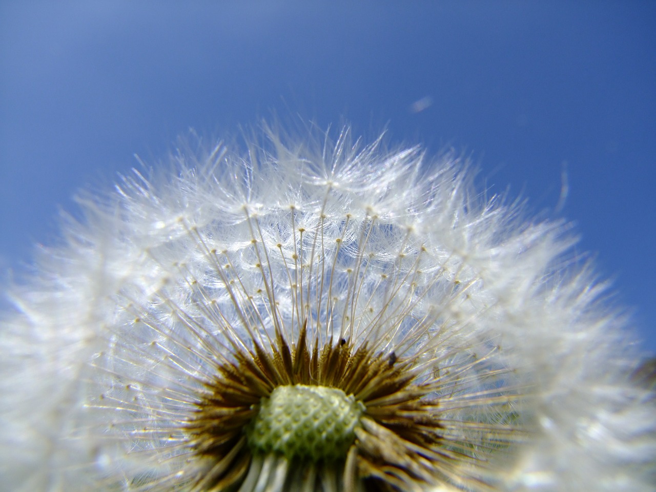 dandelion flower summer free photo