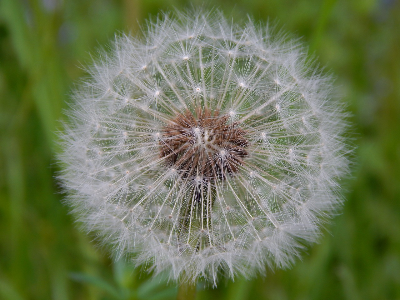 dandelion flower blossom free photo