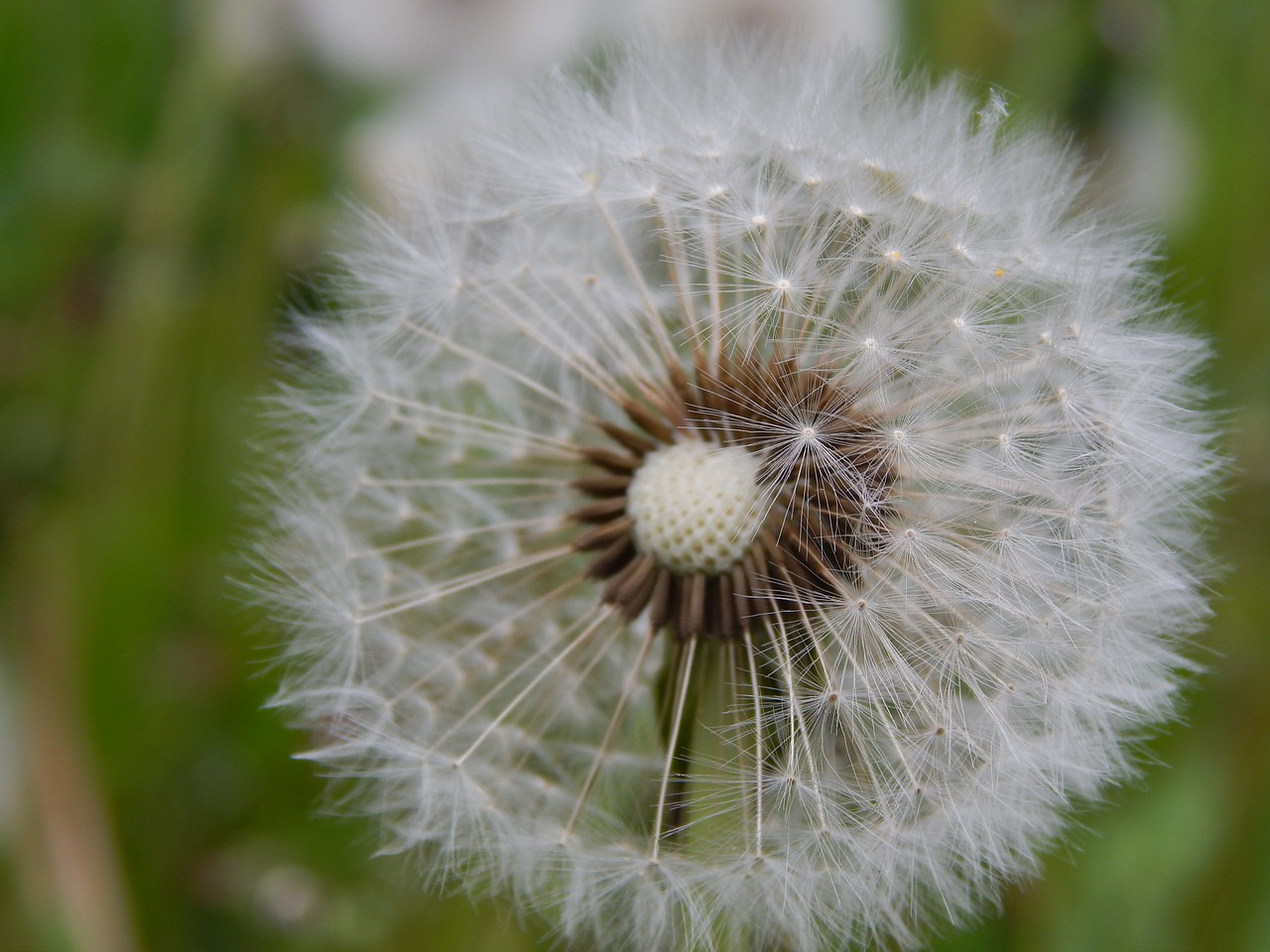 dandelion flower blossom free photo