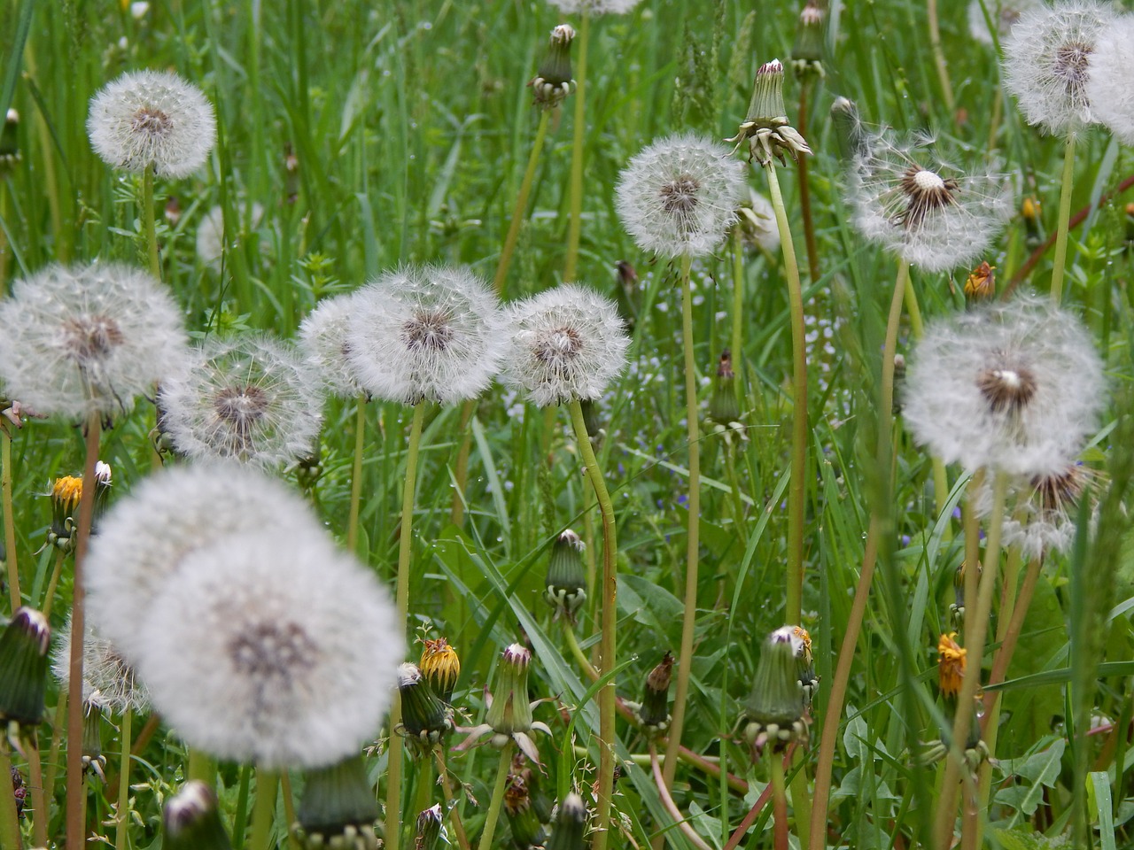 dandelion nature landscape free photo