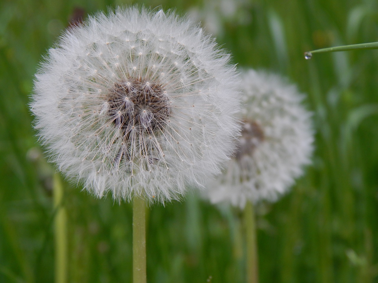 dandelion flower blossom free photo