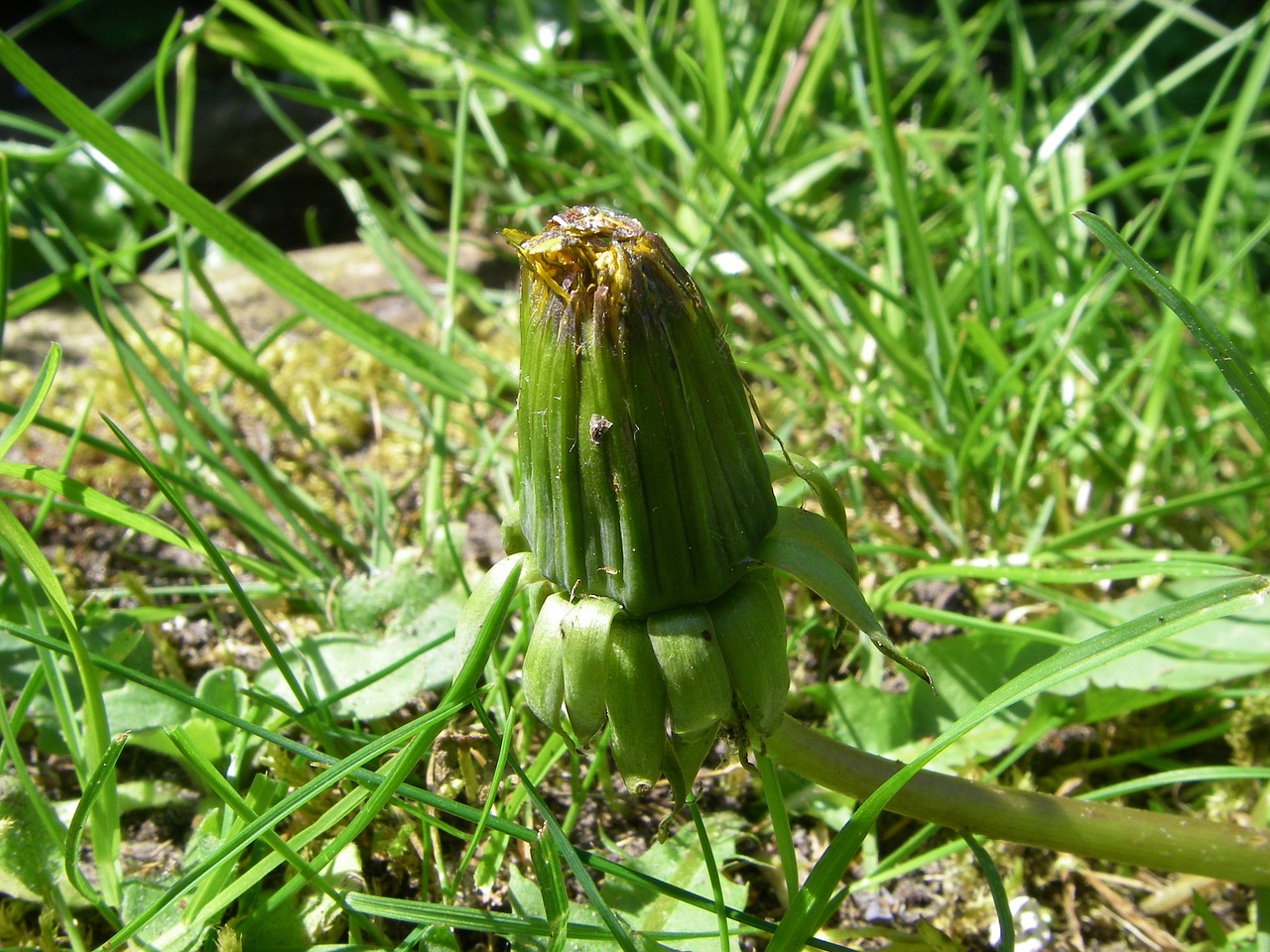 dandelion withers botany free photo