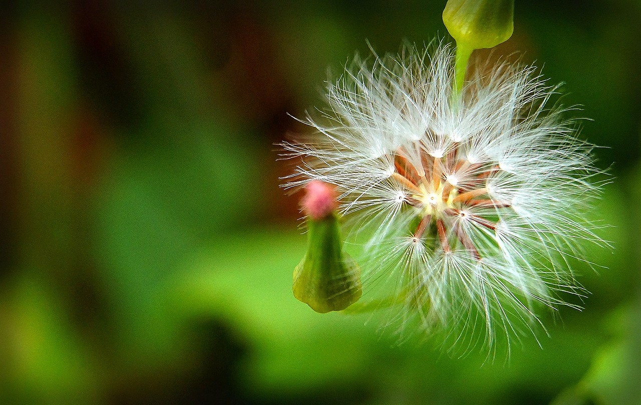 dandelion bokeh flower of the field free photo