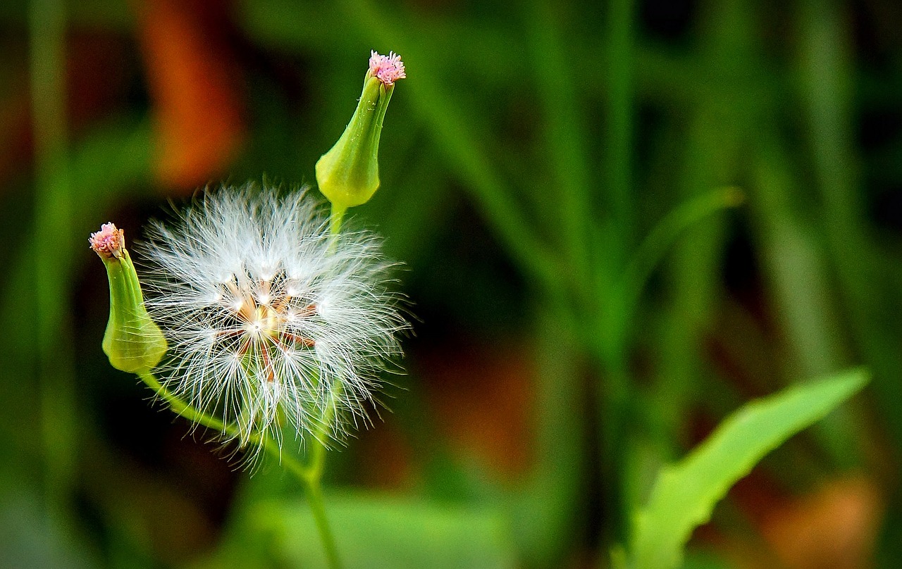 dandelion bokeh flower of the field free photo