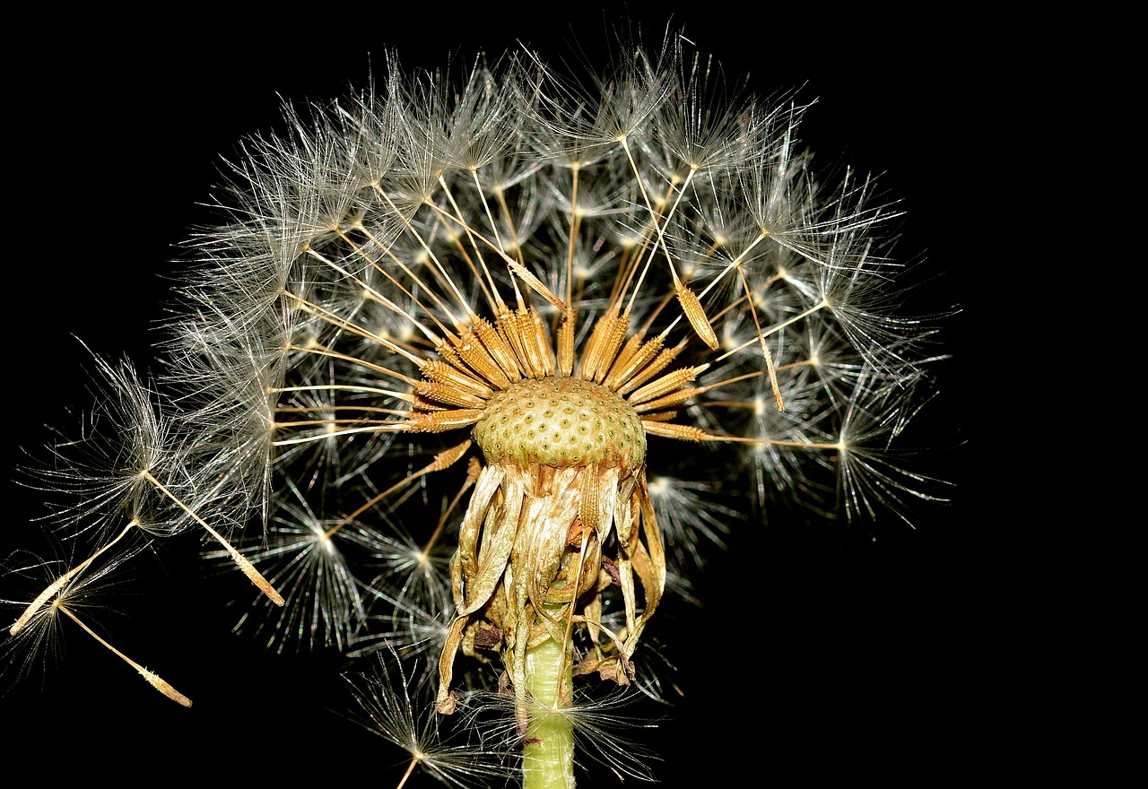 dandelion seeds nature free photo