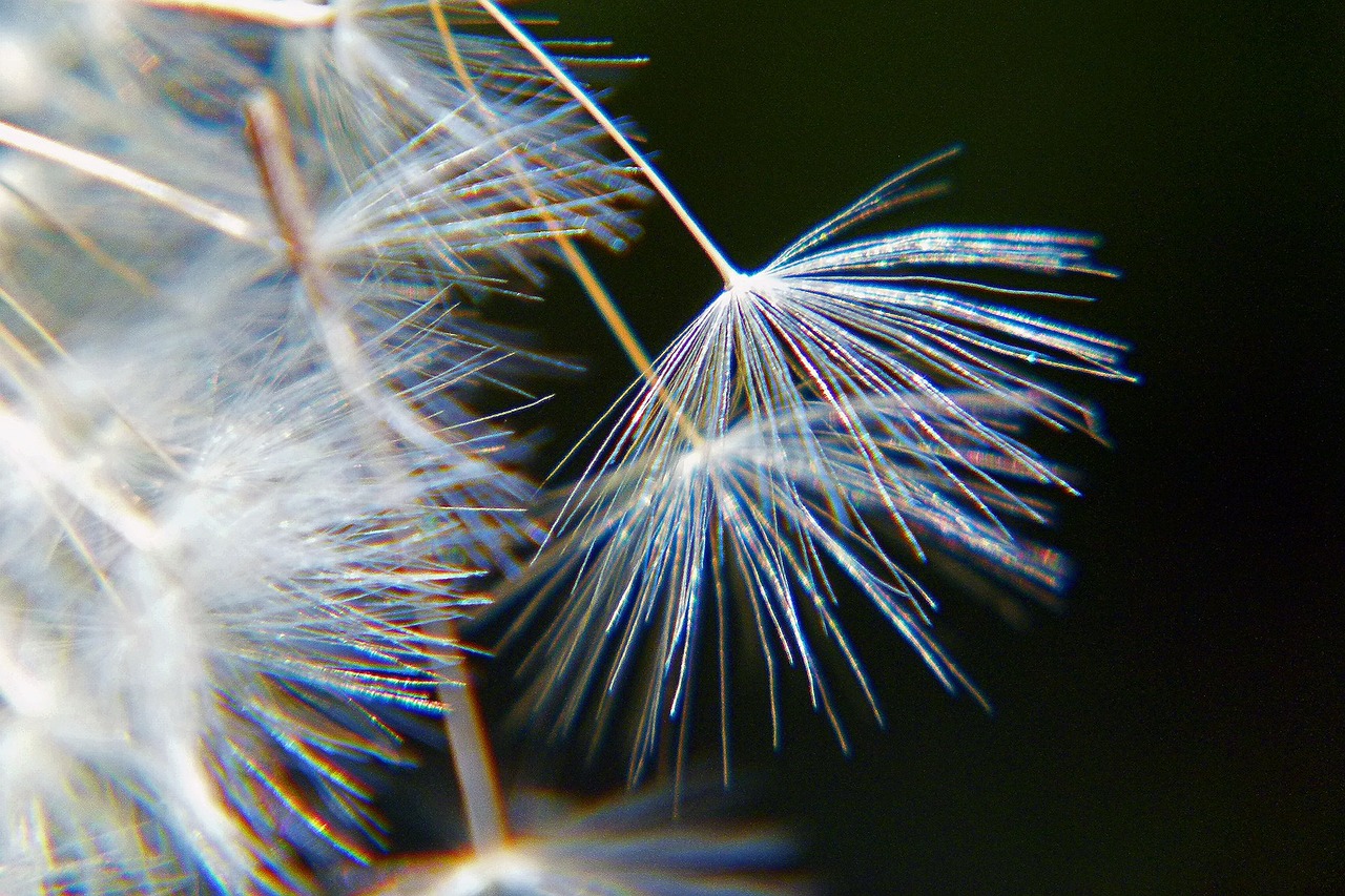 dandelion nature macro free photo