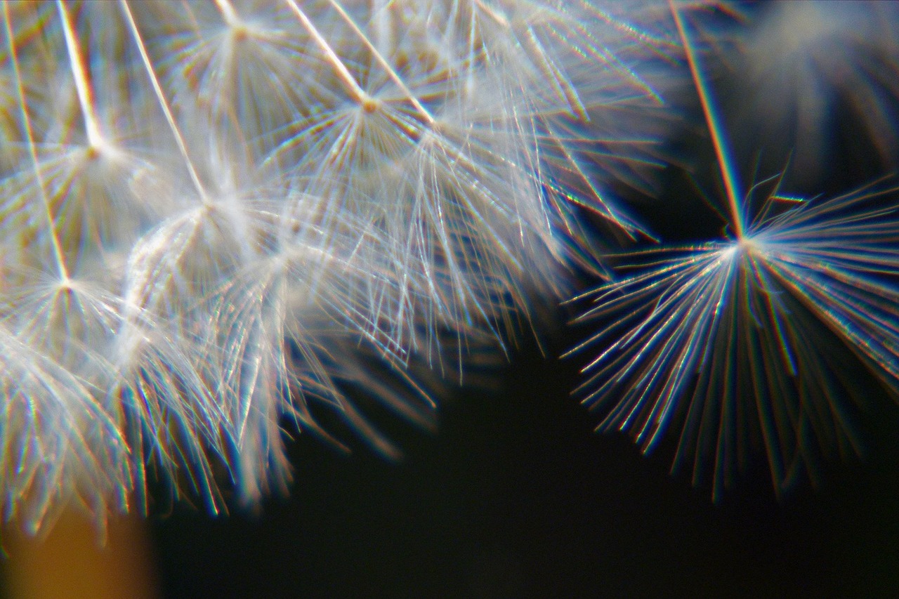 dandelion nature macro free photo