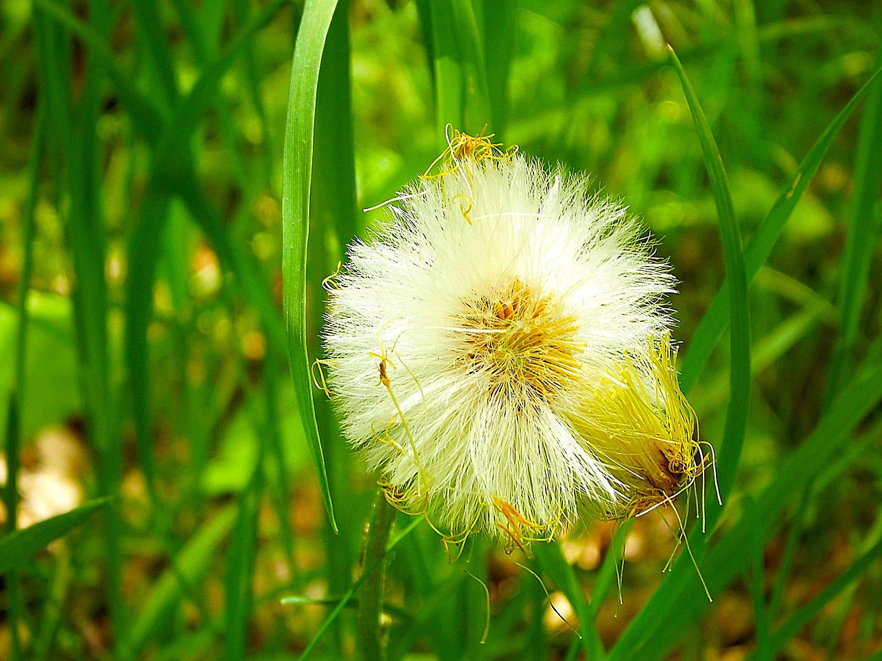 dandelion green dandelions free photo