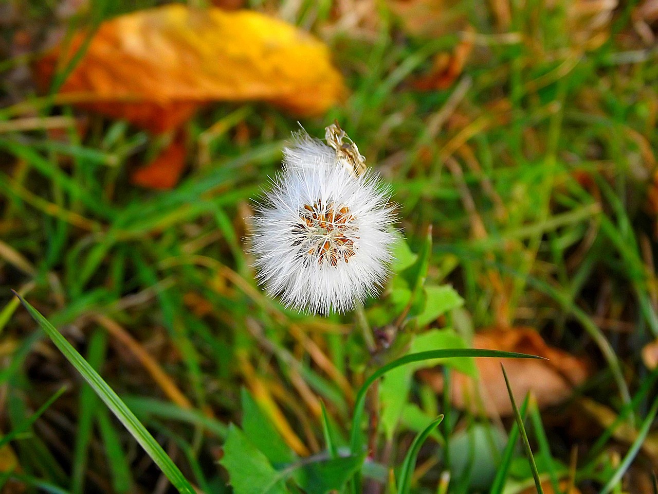 dandelion green dandelions free photo