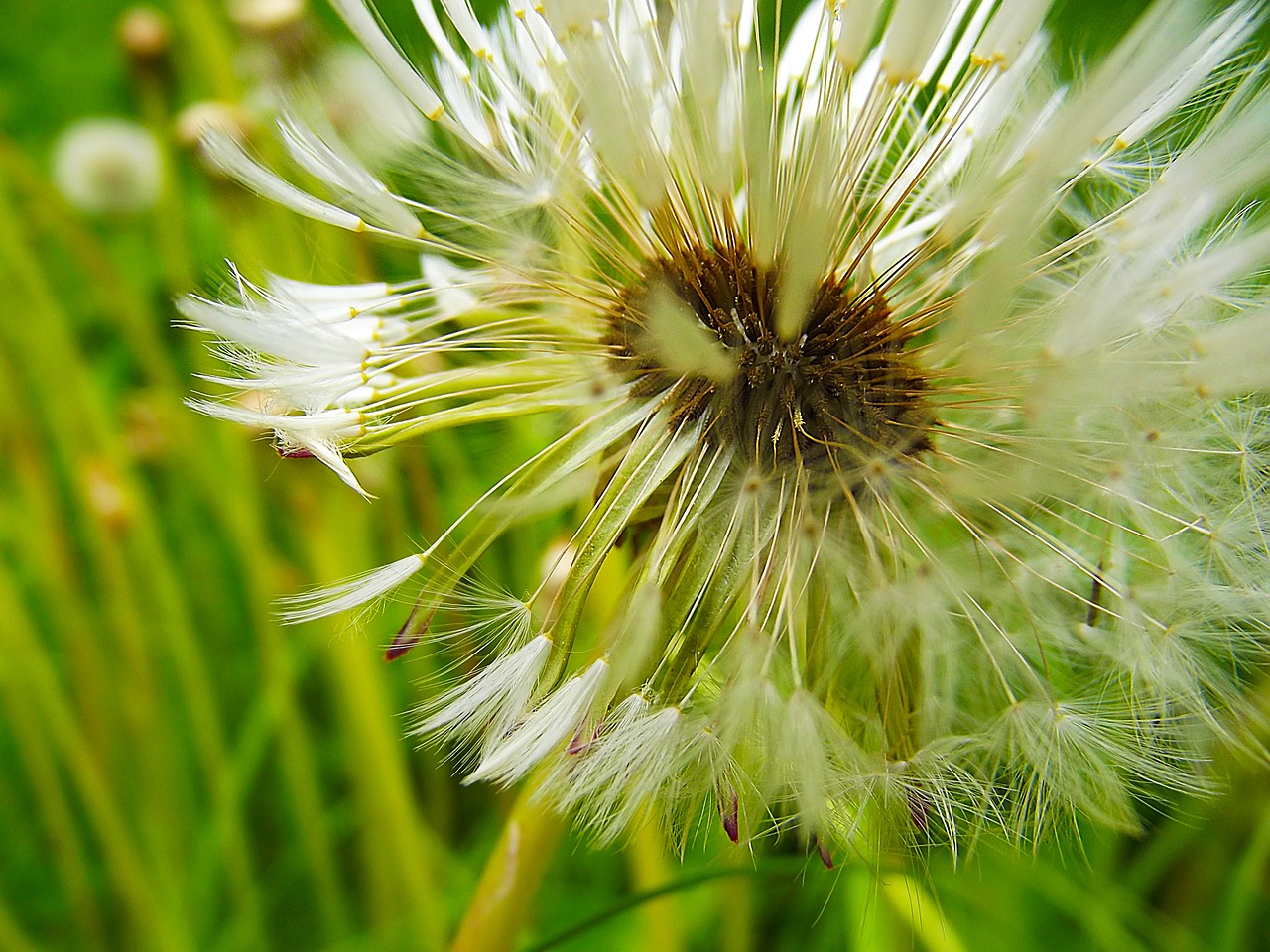 dandelion fluff macro free photo