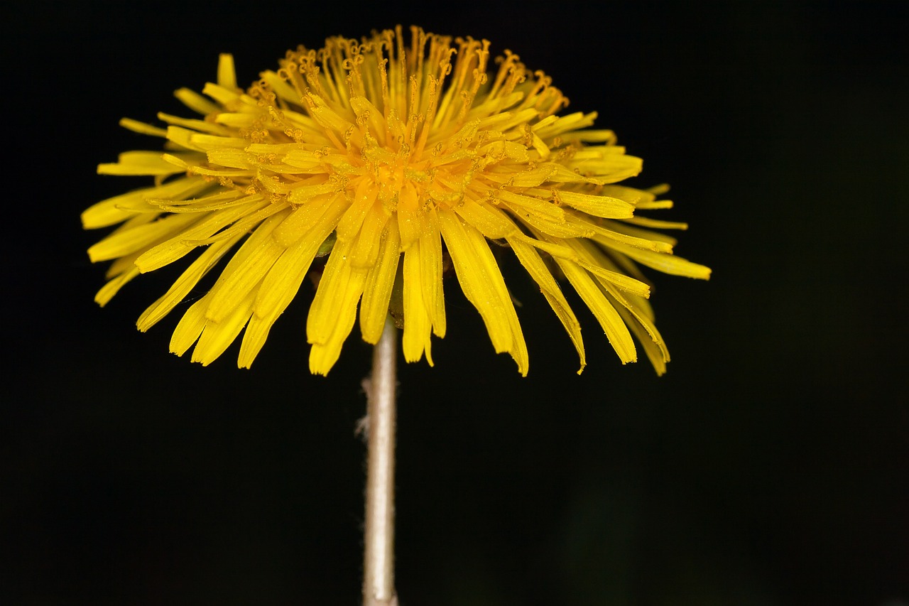 dandelion blossom bloom free photo